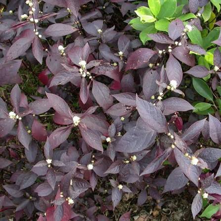 Large Purple Alternanthera (Brazilian Joyweed)