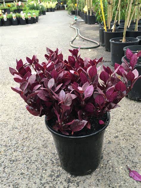 Little Ruby Alternanthera (Alternanthera dentata)